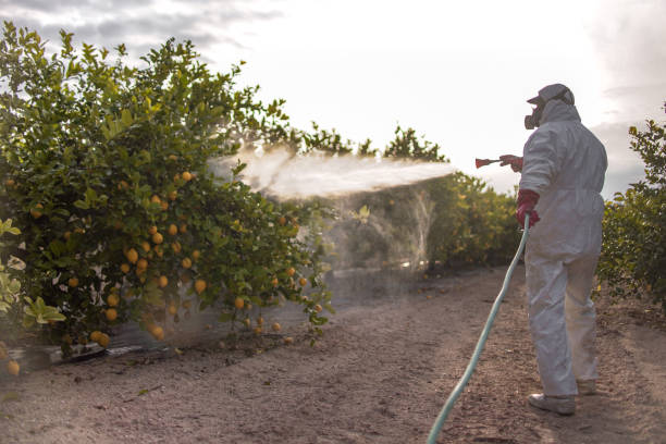 Best Residential Pest Control  in Velda City, MO