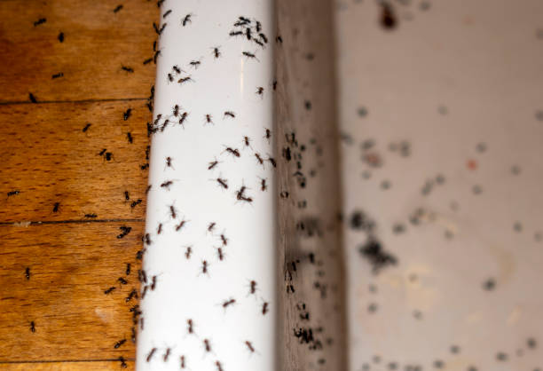 Best Pest Prevention Services  in Velda City, MO