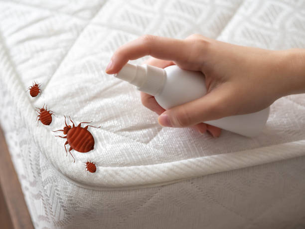Best Bed Bug Extermination  in Velda City, MO