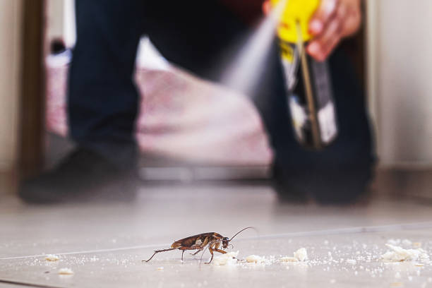 Professional Pest Control in Velda City, MO
